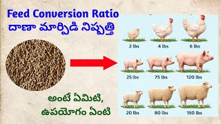Feed conversion Ratio in animals