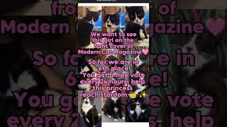 Princess Pudge Wants Her Crown Vote For Americas Favorite Pet