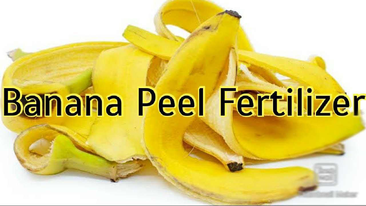 Banana peel fertilizer in tamil / Banana peel fertilizer for plants