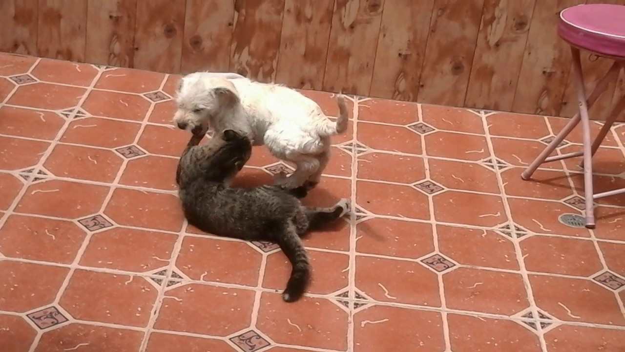 Pelea de gatos y perros 💜 - YouTube