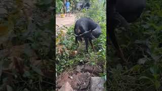 #Live #Kanni #Dog Giving #Birth To #Puppy #Champowoods #Dogreels #Rajapalayam #Hound #Hunting