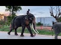 เสือขี้โมอีกเเล้ว⚠️บอกเลี้ยงเด็ก😄บัวเลิศไปเป็นบอดี้การ์ดให้คุณตาทองใบ एक हाथी,elephant