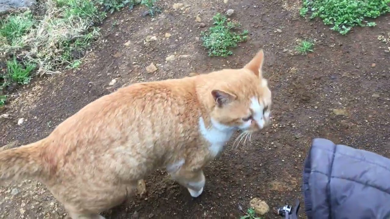 사교성 좋은 들고양이