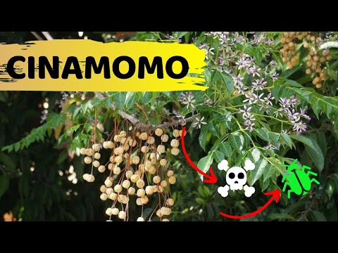Vídeo: Podando árvores de sicômoro: como podar uma árvore de sicômoro