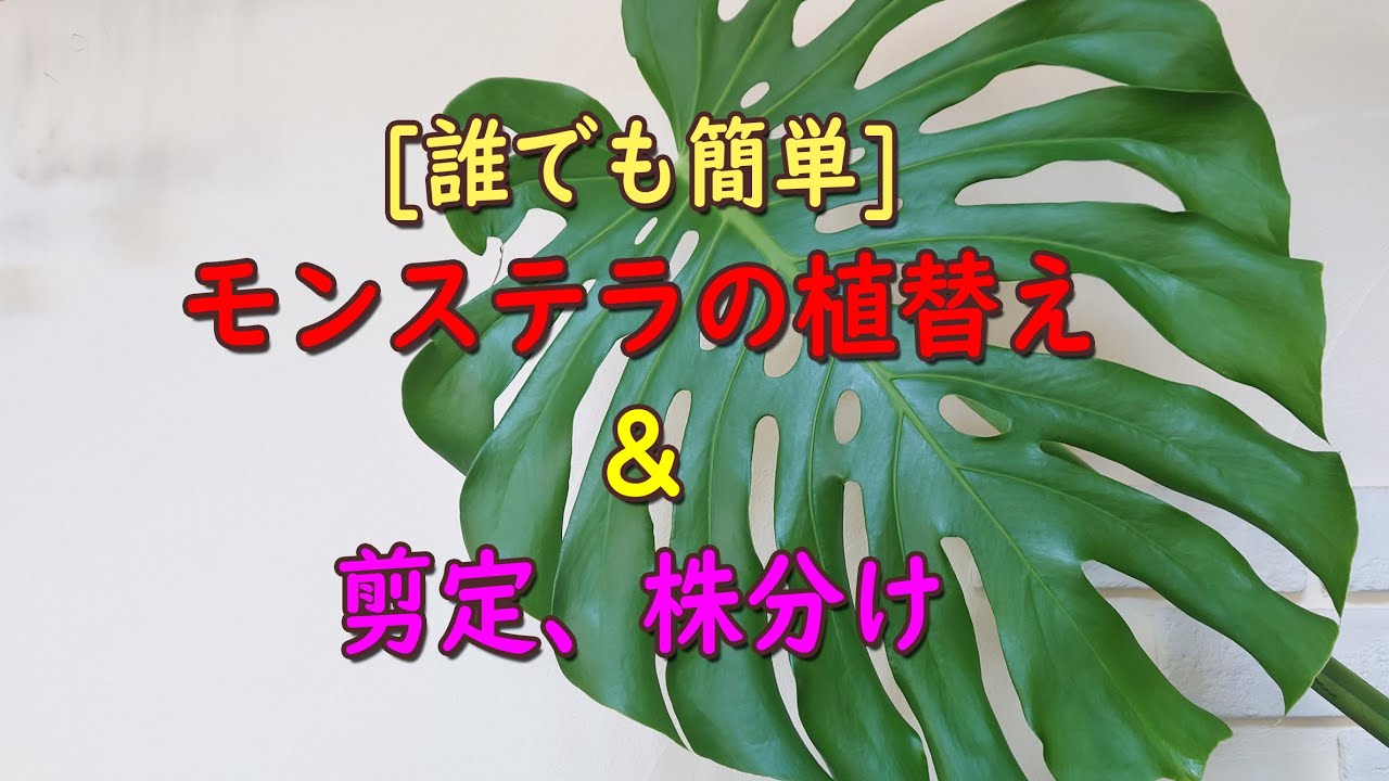 [誰でも簡単]モンステラの植替え＆剪定、株分け