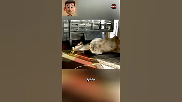 الذبح عن طريق الصعق 