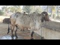Unique Kabri or lildi gir cow of Surat | 9081271242 | Gujarat Gir cows #Kabrilildigircow #gircow