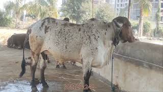 Unique Kabri or lildi gir cow of Surat | 9081271242 | Gujarat Gir cows #Kabrilildigircow #gircow