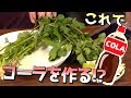 【科学】パクチーでコーラが作れるらしいよ