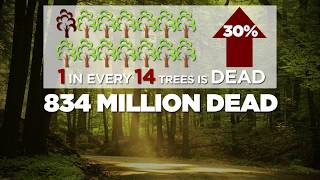 Dead Tree Statistics - Colorado