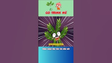 Đừng chạm vào tôi! Tôi xấu hổ!| #shorts #kienthucthuvi #kienthuc