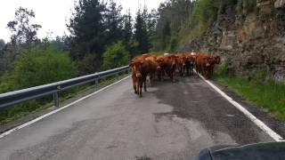 Cantabria 4K Un pequeño incidente en mi camino de Toranzo a Cieza,