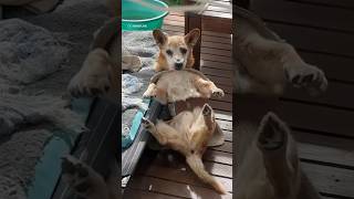Watch this older dog slowly falls off their cot 🥹 #shorts #dogs #pets