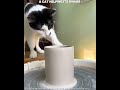 Helper Cats 🥺❤️ || #emotional #cat #shorts #petlovers #shortvideo #kitten