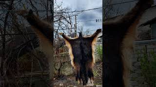 Diy Goat Skin Making