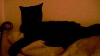 doom kitty headbanging.AVI