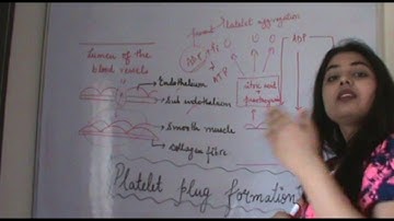 Csir Net Life Science Lectures Module Wise Chapter Three Part Six |Platelet Plug Formation |