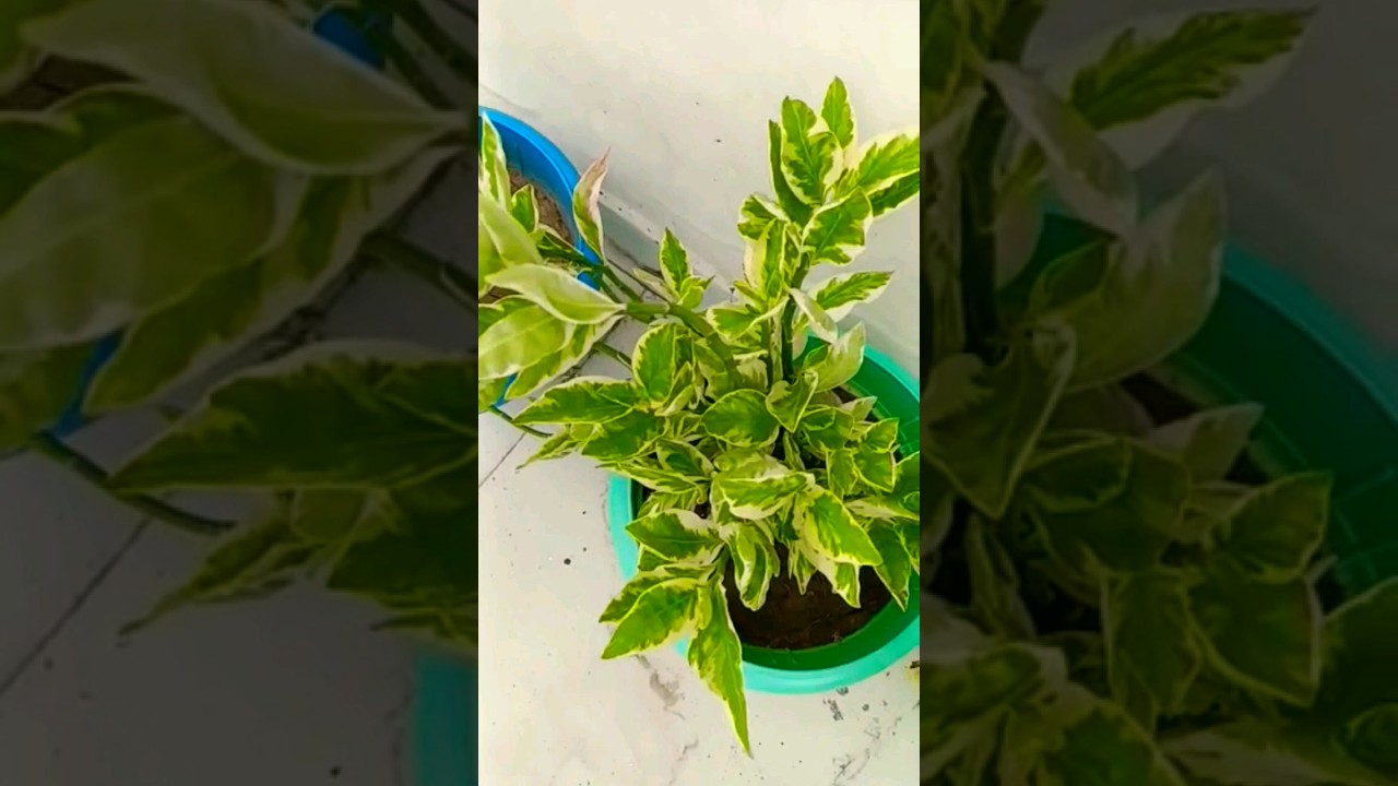 Pedilanthus plant care and tips Devil's back bone plant care 