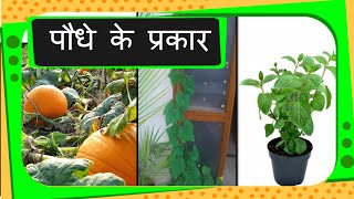 Science - Types of Plants - Hindi