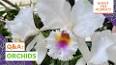 The Intriguing World of Orchids: A Floral Masterpiece ile ilgili video