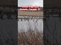 🇨🇦 CANADA GEESE Migration Ontario, Canada #cottagecountry #canadianlife #peterborough #canadagoose