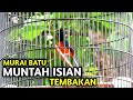 Murai Batu Full Isian Tembakan Panjang Mp3 - Mp4 Download