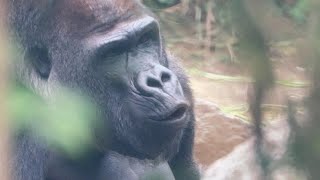 Mother gorilla Genki, why she gives up her favorite food. Date taken 2024.5.6 by きょうのゴリラ Gorilla today 1,679 views 8 days ago 19 minutes