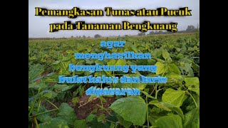 Pemangkasan bengkuang yang benar by El Munawwaroh