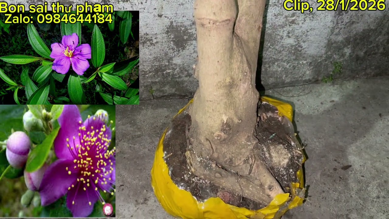 Clip. 28/1, hoa mua, chòi mòi trâu. Bạch chỉ, hoa dẻ, nho rừng, chòi mòi lá dài. Chim chim