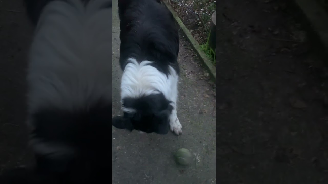 Whistle whilst the ball is fetched!