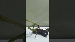 mantis eats snake