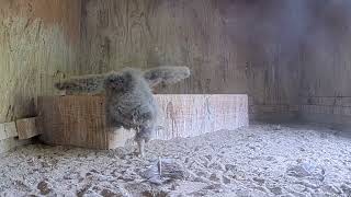 Fuzzy California Condor Chick Hops Around The Nest