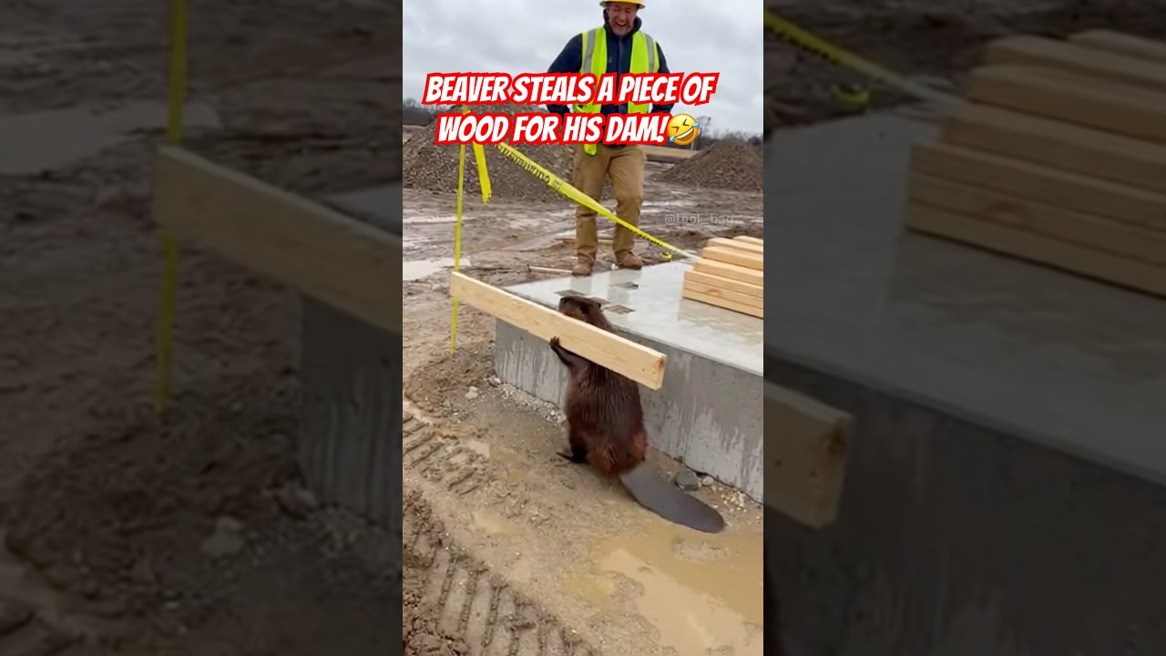 Beaver taking his lumber back! 
