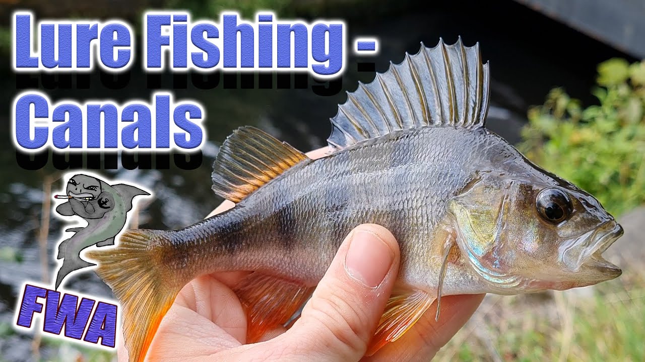 Lure fishing 3 canals, pike and perch, Mid wales UK YouTube