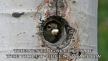 The Nesting Secrets of the Violet-green Swallow