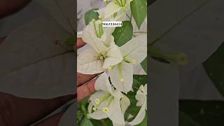 Id - Miss Alice Bougainvillea Plant Most Beautiful Id White Bougainville New Id Sell