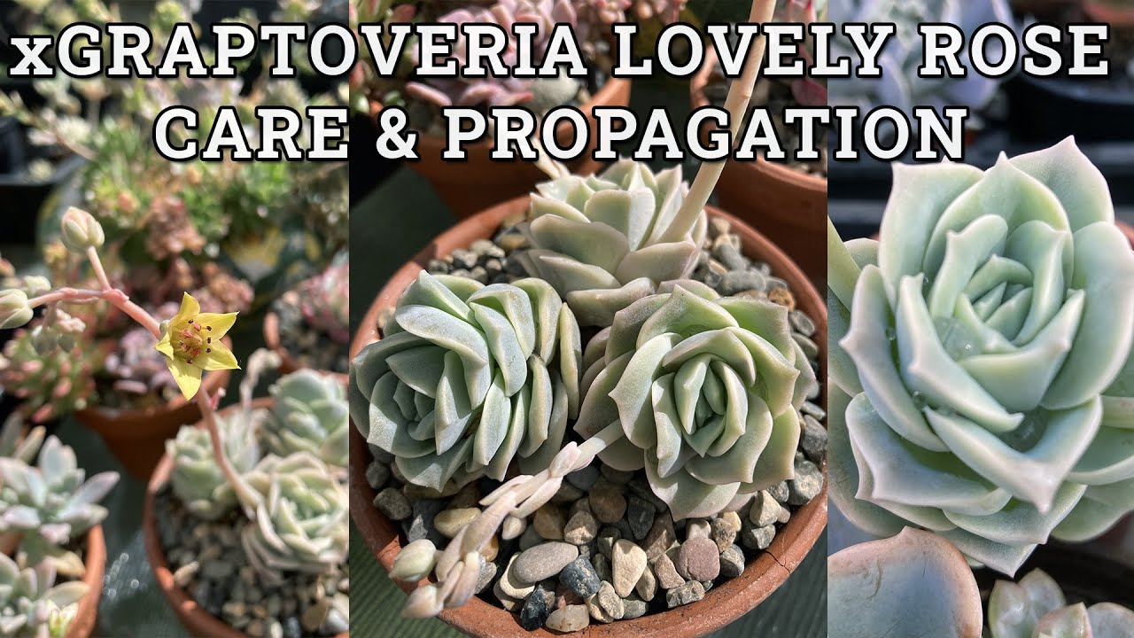 xGraptoveria Lovely Rose Care & Propagation