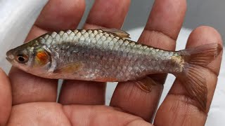 Fish video || part 149 || #sundar_bihar