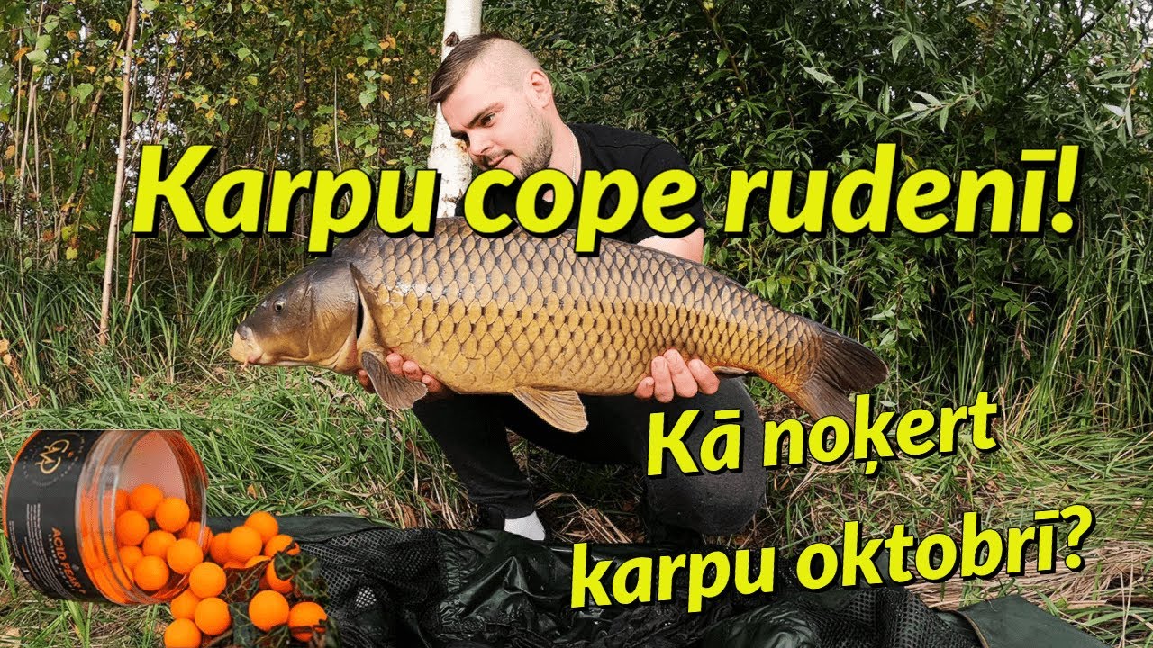 Karpu cope rudenī! Kā noķert karpu oktobrī! Uzlaboju savu personīgo rekordu!