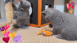 British Shorthair Kittens Playing While Mommy Cat Is Watching Them ❤ Love My Cat