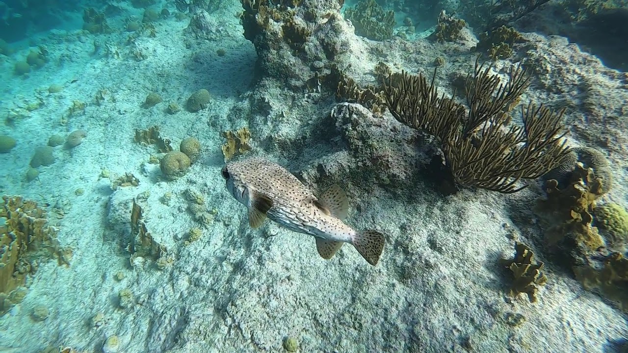 Snorkeling with Epic Tours