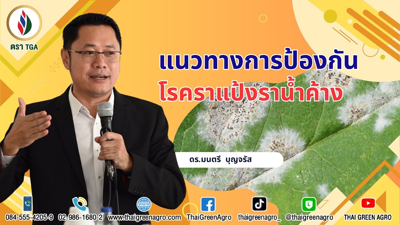 แนวทางการป้องกันโรคราแป้งราน้ำค้าง | ดร. มนตรี บุญจรัส