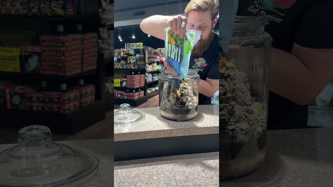 How I Made a 2 Gallon Jar Terrarium 