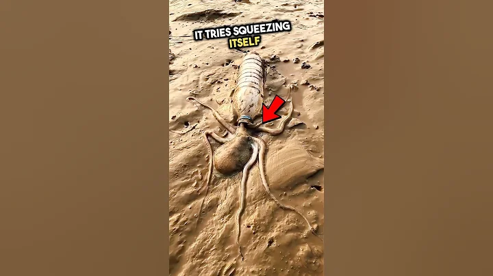 How does an octopus get inside a bottle