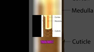 Conditioner Paste vs. Lotion: Why Structure Matters #shorts