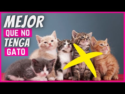 Video: 6 razones por las que tener un gato es el mejor regalo