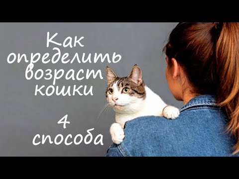 Видео: 4 способа узнать возраст вашей кошки