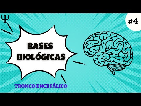 Video: ¿Cuáles son las cuatro explicaciones biológicas del comportamiento?