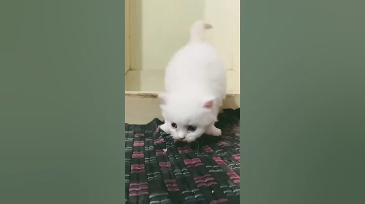Video 10356841: kitten cutecat pets meow, cat meow pets cutecat, pets meows cutecat animals, pets meow funny cutecat, pets meow cute kitten, cat kitten jumping