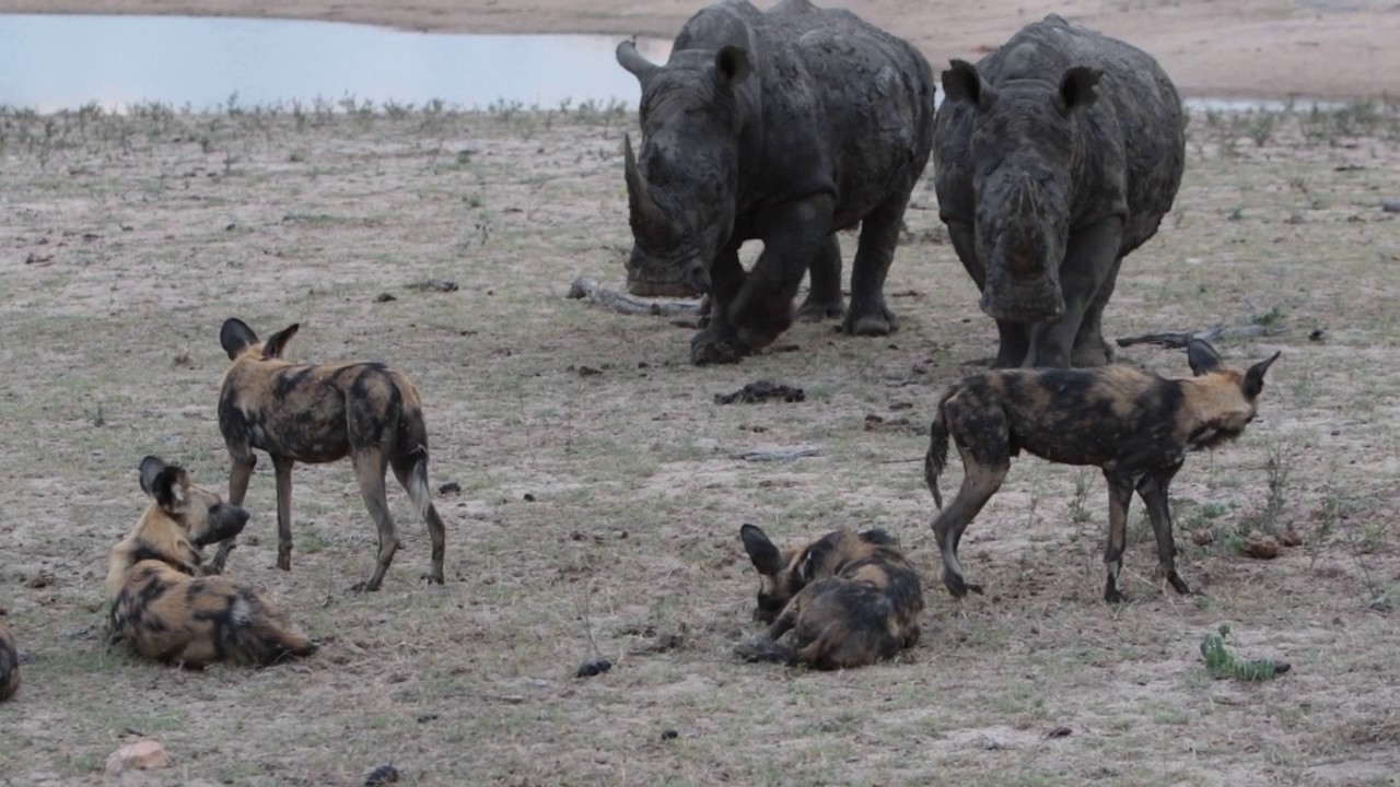 Rhinos confronting wild dogs YouTube